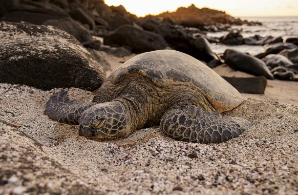 title image Best Beach to See Turtles on Oahu, Hawaii